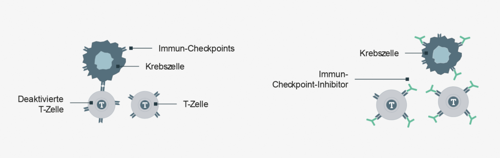 Aufbau Krebszelle