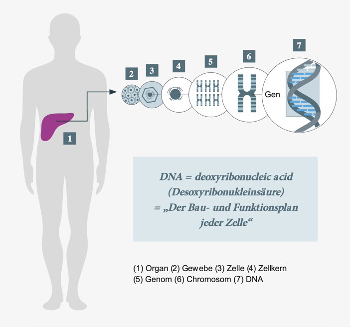 Die DNA grafisch erklärt
